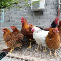 مرغ محلی تخم گذار