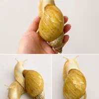 واگذاری حلزون