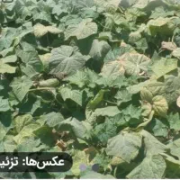 زمین کشاورزی اجاره ای