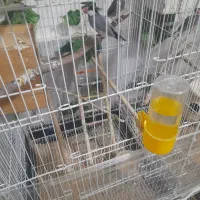 ۳جفت فنچ نرگسی|پرنده|تربت‌حیدریه, رضاشهر|دیوار