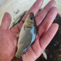 ماهی پرورشی رضایی|ماهی|قزوین, |دیوار