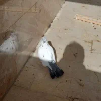 کله دم سبز نر اصل شمرون