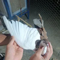 ماده چپ خوشگل