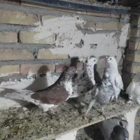 کبوتر پرشی تظمینی|پرنده|سراب, |دیوار