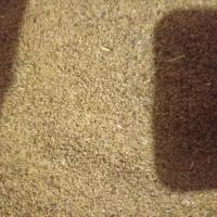 بذر یونجه|خدمات باغبانی و درختکاری|مرند, |دیوار