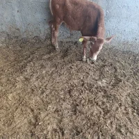 دوعد گوساله نر سمینتال به فوروش میرسد