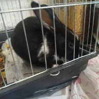 خرگوش|موش و خرگوش|بجنورد, |دیوار