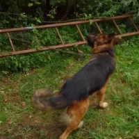 سگ ژرمن|سگ|شفت, |دیوار