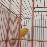 قناری بخون اوکی