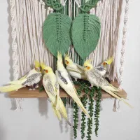 جوجه عروس رام و دستی|پرنده|لاهیجان, جمهوری|دیوار