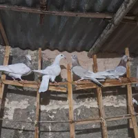 ۴۵ کفتره همه رقمه|پرنده|سبزوار, شرق کال عیدگاه|دیوار