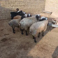 بره نر|حیوانات مزرعه|اشتهارد, |دیوار