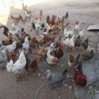 تخم مرغ محلی تازه|خوردنی و آشامیدنی|پلدختر, |دیوار