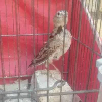 سهره خاکی نر مست بخون قناری