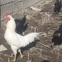 خروس لاری ۱۱ماهه.
