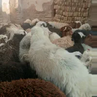 بره نمادهای نقد