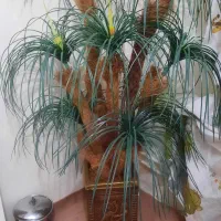 درختچه و ساعت دیواری|ساعت دیواری و تزئینی|تبریز, |دیوار