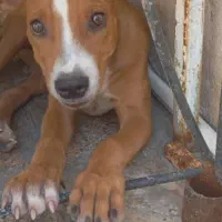 سگ پیتبول 6 ماهه|سگ|شیراز, ده پیاله|دیوار