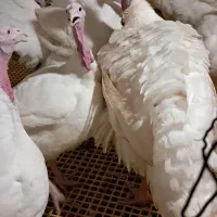 بوقلمون چاق مخصوص کشتار