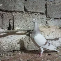 کبوتر جوجه|پرنده|برازجان, |دیوار