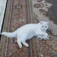 گربه بریتیش وایت|گربه|تهران, استاد معین|دیوار