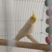 عروس هلندی ،جفت