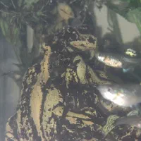 ماهی گوپی|ماهی|شاهرود, |دیوار