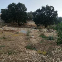 زمین بمساحت 1300 مترمربع جهت خانه باغ یا طرح.|فروش زمین و ملک کلنگی|کارزان, |دیوار