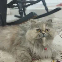 واگذاری گربه پرشین