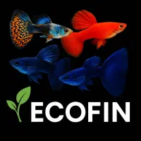 ماهی گوپی Ecofin|ماهی|مشهد, ارشاد|دیوار