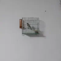 سهره  جوجه قفس|پرنده|کرمانشاه, |دیوار