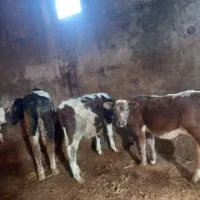 فروش ۵ راس گوساله نر سمینتال و شاروله|حیوانات مزرعه|جعفرآباد, |دیوار