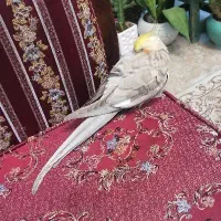 پرنده عروس هلندی گمشده