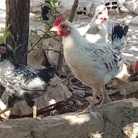 جوجه محلی