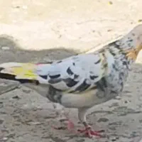 کفترگمشده|پرنده|باقرشهر, |دیوار