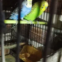 فروش عروس هلندی و مرغ عشق|پرنده|سرخنکلاته, |دیوار