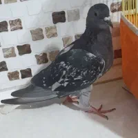 کبوتر ماده مگس دم سفید|پرنده|زاهدان, |دیوار