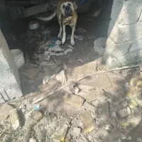سگ سراب