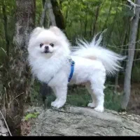 سگ پیدا شده سمت عباس آباد این عکس سگ نیست