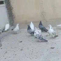 کفتر پرشی تهران