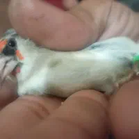 سهره نر بخونه|پرنده|بیرجند, |دیوار