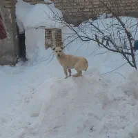 سگ پاکوتاه|سگ|قوچان, |دیوار