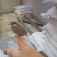 سهره سهره قناری