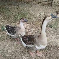 فروش یک جفت نر و ماده قوغاز