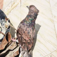 کوهی دم سفید نر|پرنده|اهواز, کوی رمضان|دیوار