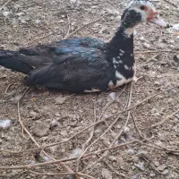 اردک روسی ماده|حیوانات مزرعه|جوادآباد, |دیوار