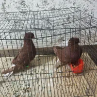 کبوتر سرخ دم سفید|پرنده|شوشتر, |دیوار