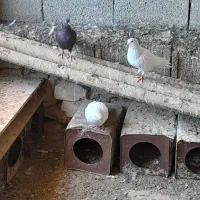 کبوتر کفتر کازرون