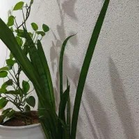 گل سانسوریا