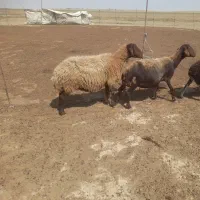 گوسفند سالم
